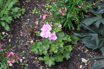 white mauve purple flowers still wet with raindrops above dark green leaves (close-up)