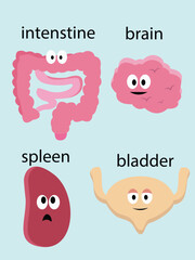 Cartoon Organs Intestine, Brain, Spleen & Bladder Illustration for Educational Resources.