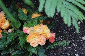 cluster of white, yellow, orange, pink blossoms above shiny dark-green leaves (macro, close-up)