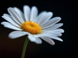 Close-Up of White Daisy in Bloom with Natural Yellow Center