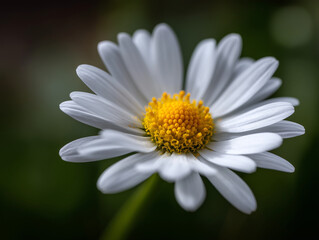 Fototapeta premium Close-Up of White Daisy in Bloom with Natural Yellow Center