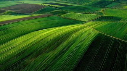 Agricultural landscape revealing verdant geometric fields intersected by winding rural road, highlighting agricultural patchwork from overhead perspective