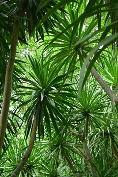 Lush tropical forest with wild banana trees and palm-like plants creating a Jurassic atmosphere. Dense green foliage in a warm climate.

