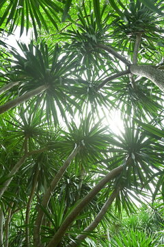 Lush tropical forest with wild banana trees and palm-like plants creating a Jurassic atmosphere. Dense green foliage in a warm climate.

