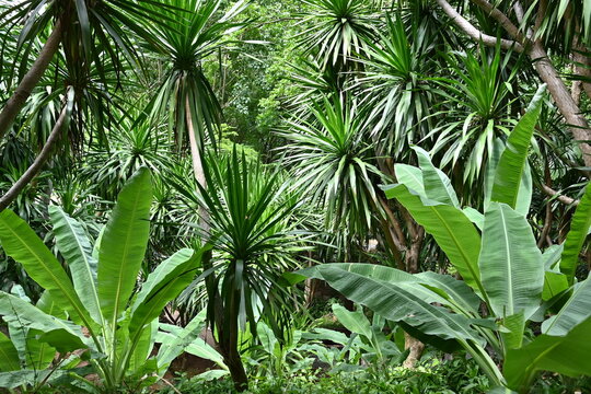 Lush tropical forest with wild banana trees and palm-like plants creating a Jurassic atmosphere. Dense green foliage in a warm climate.

