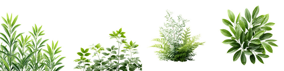 Variety of Green Plants: Foliage Collection on White Background