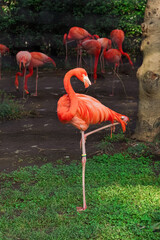 Pink flamingo standing on one leg in a zoo enclosure.