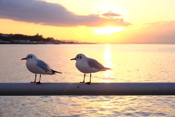 朝焼けの海と静かにたたずむカモメたち - 平穏な夜明け