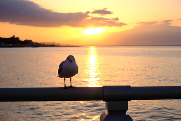 朝焼けの海と静かにたたずむカモメたち - 平穏な夜明け