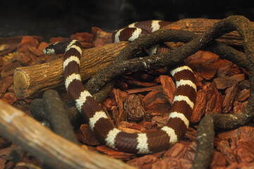 Naklejka premium A banded kingsnake rests coiled amidst dark branches and reddish-brown wood chips.