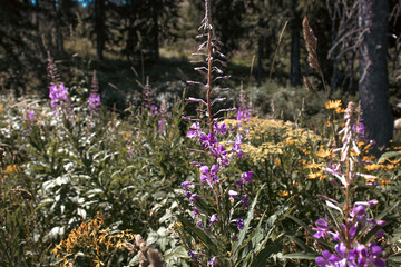 Obraz premium A close-up of tall purple fireweed flowers blooming in a meadow, with blurred green foliage, yellow wildflowers, and dark forest trees in the background.