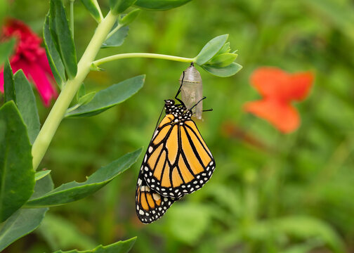 Monarch butterfly after eclose dangling from its chrysalis in a garden on a summer morning.