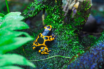 A brightly colored poison dart frog perched on moss-covered vegetation, in its natural habitat.