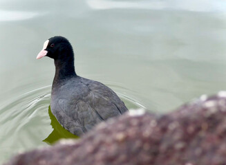 coot in the water