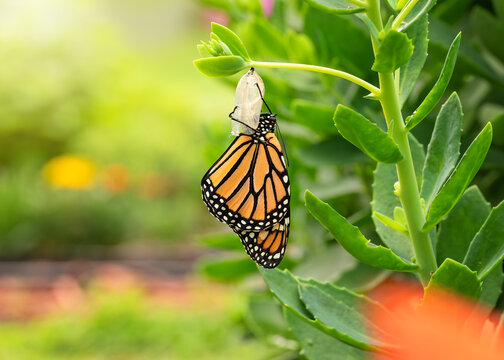 Monarch butterfly after eclose dangling from its chrysalis in a garden on a summer morning. - Powered by Adobe