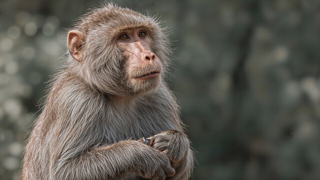 Zoomed-in view of a female baboon at rest