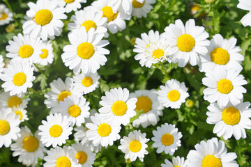 Close-up of a vibrant cluster of white daisies with bright yellow centers, surrounded by green foliage. © Defri Ridho