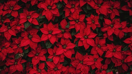 Close perspective on classic red poinsettia plants arranged for Christmas decoration