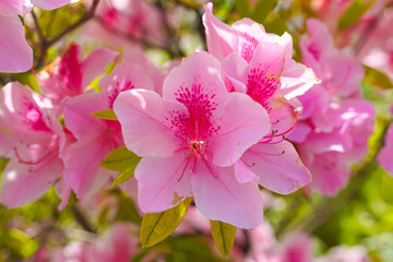 Close-up of blooming pink azalea flowers with vibrant pink centers and green foliage in the background.