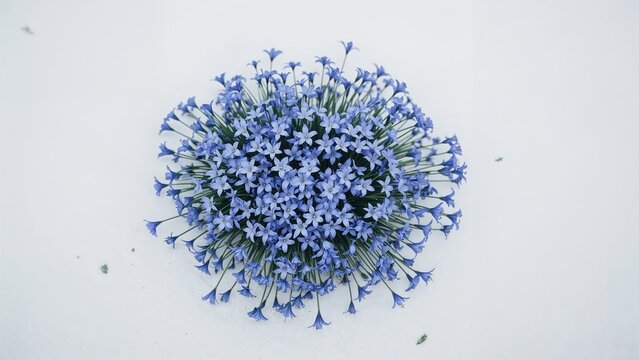 Close perspective of a bunch of blue Scilla flowers on white, capturing the essence of a beautiful springtime