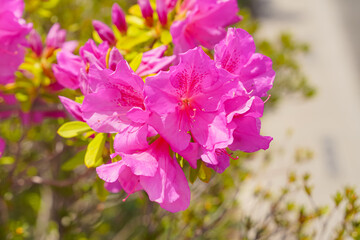 Close-up of vibrant pink azalea flowers blooming on a bush, with yellow foliage in the background.