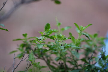 fresh holy basil plant (Ocimum tenuiflorum), also known as Thai basil. The plant has vibrant green leaves. Widely used in Thai cuisine for dishes like stir-fried basil 