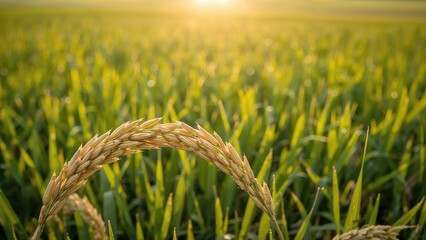 Golden rice grains showcased on a paddy plant