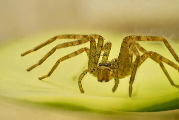 Extreme close-up of a spider. This high-resolution macro image is ideal for scientific...