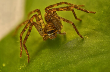 Extreme close-up of a spider. This high-resolution macro image is ideal for scientific illustration, educational content, or multimedia presentations focused on arachnids and invertebrate biology.