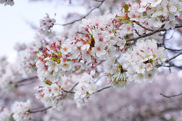 Close-up of delicate cherry blossoms in full bloom against a soft, light sky.