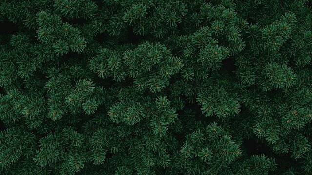 Detailed view of lush green ornamental fir branches
