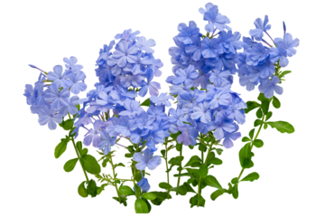 The Branches of the cape leadwort, white plumbago flower, photographed using the focus stack technique, high resolution.