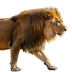 Obraz premium Magnificent lion walking with confidence and power