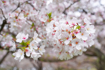 Obraz premium Close-up view of delicate cherry blossoms in full bloom, showcasing clusters of soft pink and white petals.
