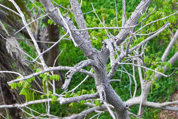 Fototapeta premium A close-up view of a gnarled tree trunk and branches with new spring growth.