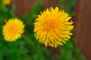 Close-up of two bright yellow dandelion flowers in bloom, set against a blurred green and brown background.