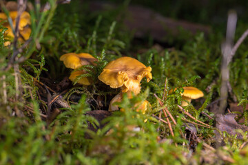 chanterelles growing in green moss among fallen pine needles in the forest. In the background, the forest floor is blurred, creating a bokeh effect. The photo conveys the atmosphere of a quiet forest.