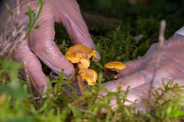 hands in transparent gloves, carefully picking chanterelle mushrooms. The picture shows care and...