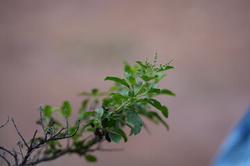 Fresh green holy basil leaves sprouting new shoots, widely used as Thai herb and seasoning.