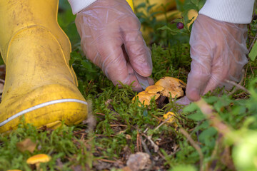 gloved hands cutting chanterelle mushrooms from the forest floor covered with green moss. The...