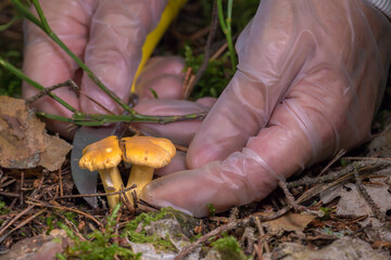 gloved hands cutting chanterelle mushrooms from the forest floor covered with green moss. The...