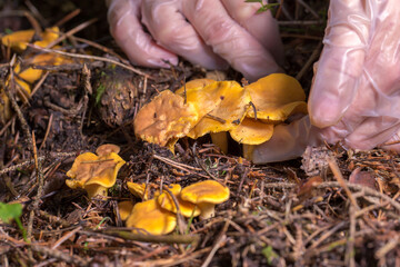 hands in transparent gloves, carefully picking chanterelle mushrooms. The picture shows care and...