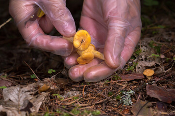hands in transparent gloves, carefully picking chanterelle mushrooms. The picture shows care and...