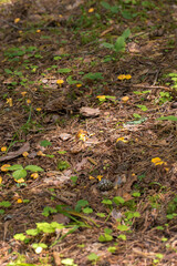 A section of forest floor covered with numerous young chanterelle mushrooms. The mushrooms have a characteristic bright yellow color and grow in groups among the moss.