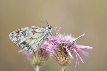 Iberian Marbled White butterfly on dried flower