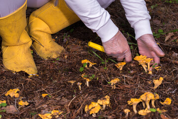 Obraz premium gloved hands cutting chanterelle mushrooms from the forest floor covered with green moss. The process of picking mushrooms in the forest with a careful and respectful attitude towards nature. 