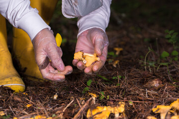 hands in transparent gloves, carefully picking chanterelle mushrooms. The picture shows care and...