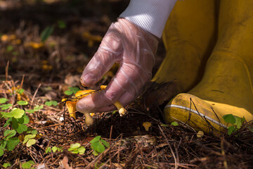 hands in transparent gloves, carefully picking chanterelle mushrooms. The picture shows care and...