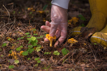 hands in transparent gloves, carefully picking chanterelle mushrooms. The picture shows care and...