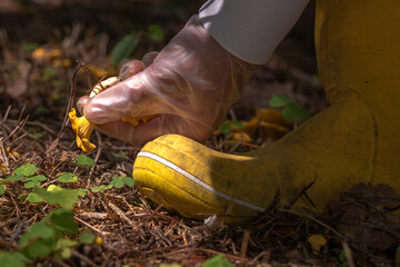 hands in transparent gloves, carefully picking chanterelle mushrooms. The picture shows care and...